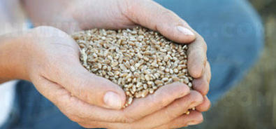 Food intolerance: celiac disease